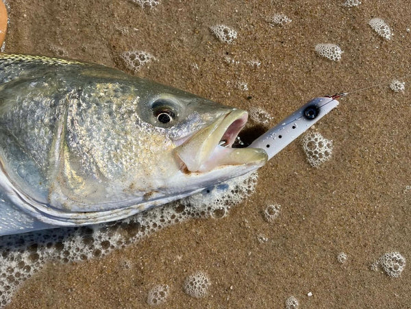 Striped Bass Fishing From the Beach