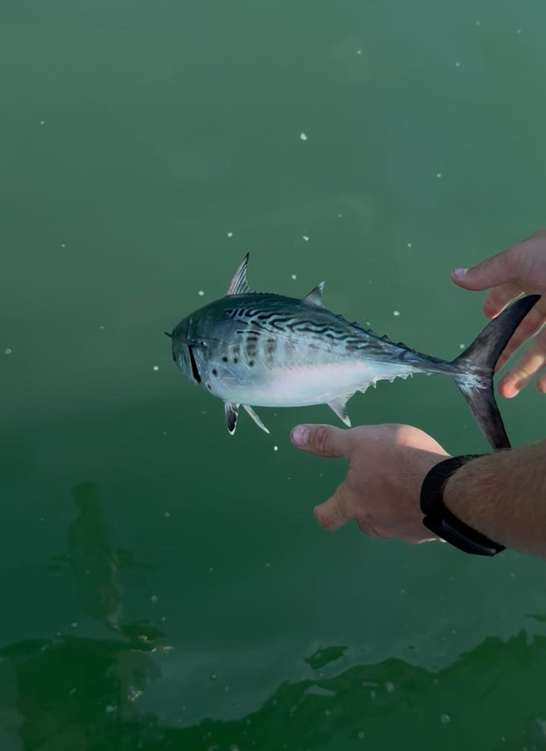 How to Catch False Albacore