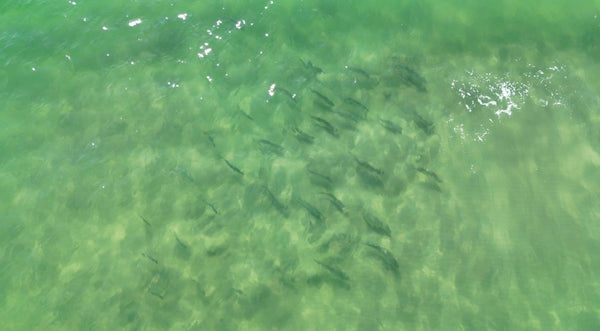 How Close to Shore Fish Really Are in NJ’s Surf